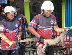 Kaget Biawak 1.5 Meter Jatuh dari Plafon Rumah Warga Bogor