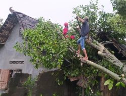 Pohon Tumbang Timpa Rumah Warga di Ciampea Bogor, 1 Pria Lansia Terluka