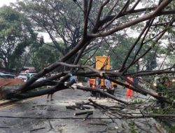 Hujan Lebat Angin Kencang dan Petir sebabkan Pohon Tumbang