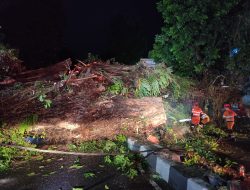 Penanganan Pohon Tumbang di Dekat Stasiun Bogor