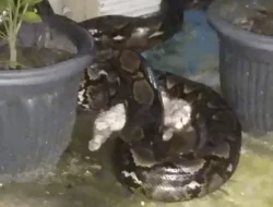 Kucing Sedang Dililit Ular, Warga di Bogor Lapor Damkar