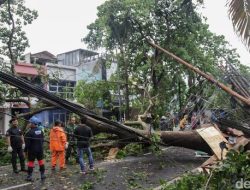Depok Hujan Angin hingga Pohon Bertumbangan