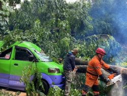 Pohon Tumbang Timpa Angkot di Jalan Pajajaran Bogor