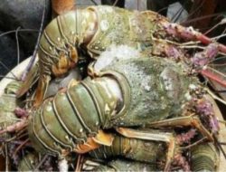 Geliat Budi Daya Lobster di Pangandaran Mulai Diperhitungkan